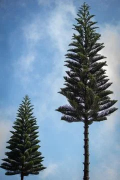 View of pine trees with sky background, Yercaud, India Stock Photos