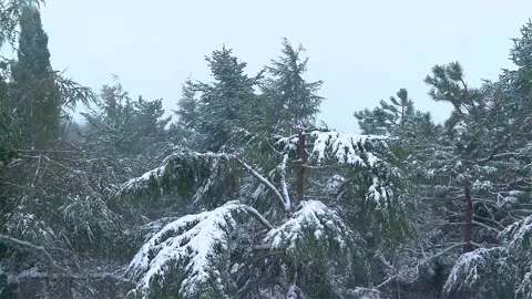 View of pine trees in snowfall Video stock 148498660