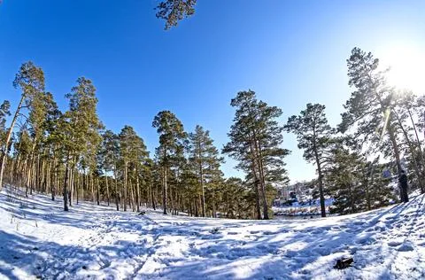 View of pine trees in spring on a sunny day Stock Photos