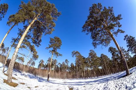 View of pine trees in spring on a sunny day Stock Photos