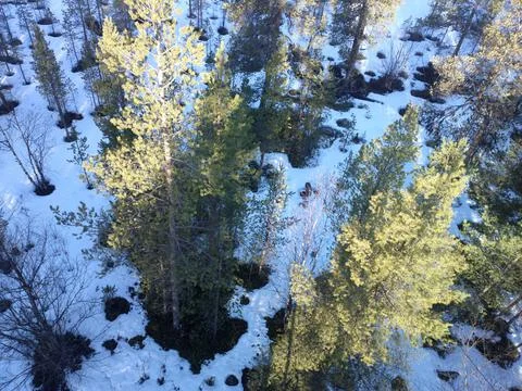 View of pine trees from top down. Stock-Fotos