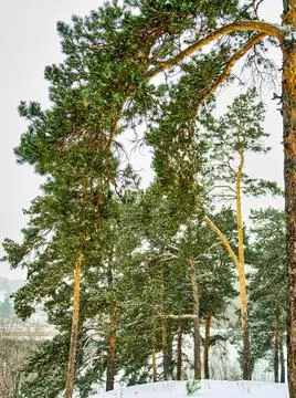 View of pine trees in winter during snowfall and fog Stock Photos