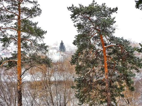 View of pine trees in winter during snowfall and fog Stock Photos