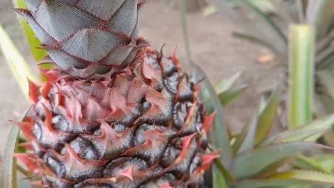 View of pineapple fruit with thorny leaves on the edges Stock Footage 319926267