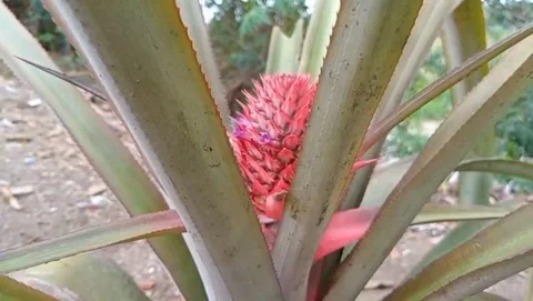View of a pineapple with long, stiff leaves Stock Footage 319927025