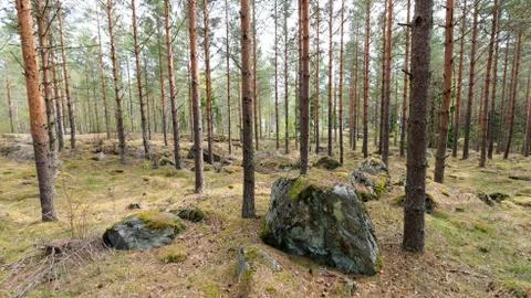 View with pines Stock Photos