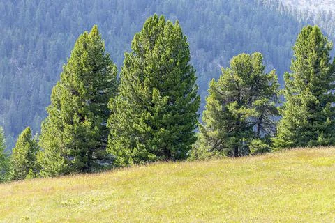 View of the pines Stock Photos