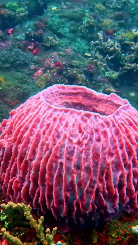 View of a pink barrel sponge on a coral reef in Indonesia. Stock Footage 340642160