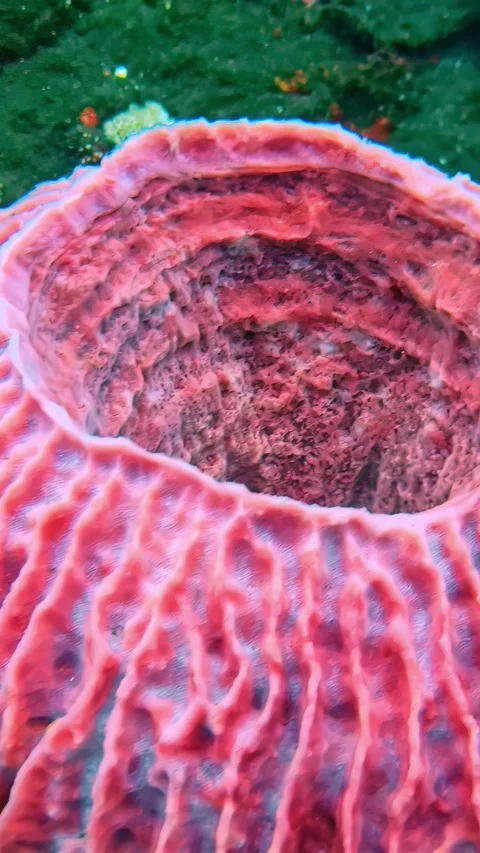 View of a pink barrel sponge in the waters of Indonesia. Video stock 340642178
