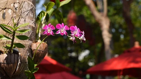 View of pink flower butterfly tree blossom on branches with nature blurred Vidéo 105903183