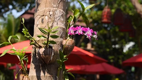 View of pink flower butterfly tree blossom on branches with nature blurred Vidéo 106021589