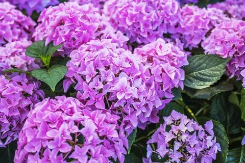 View of pink hydrangea flowers in pots offered for sale in garden store. Stock Photos