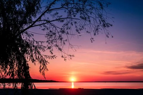 View of the pink sunset through the branches of the will on a bright sunset.. Fotos Stock