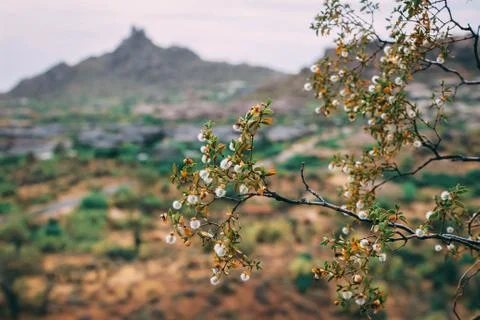 View of Pinnacle peak Stock-Fotos