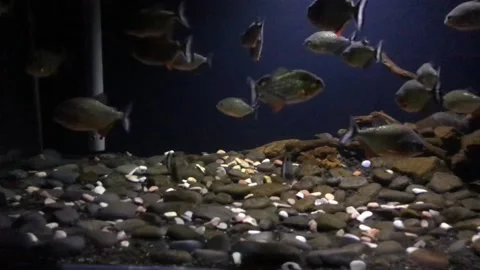 View of piranha fish in tank Stock Footage 171826475