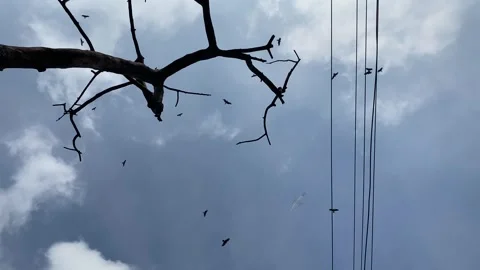 View of a plane and scavenger birds flying over a dead tree. Stock-Footage 343685239