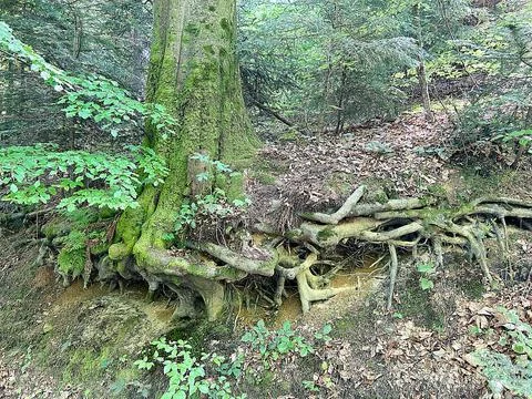 View from the plane Stock Photos