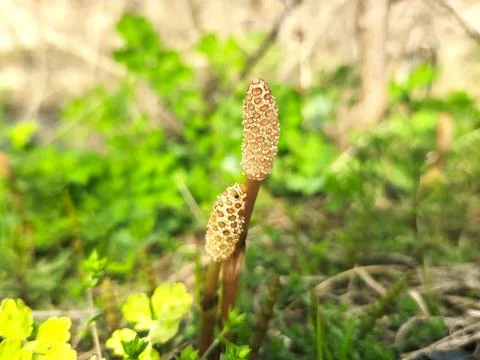 View of a plant featuring a delicate flower in bloom Foto stock