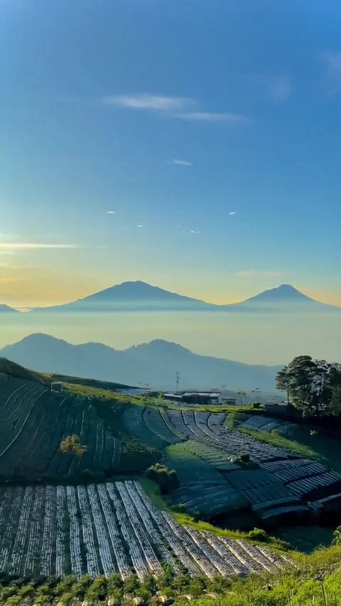 View of the plantation on the mountain Stock Footage 230366821