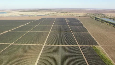 View of the planted field of vegetables Video stock 153028838