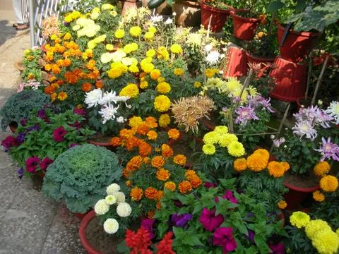 A view of plants and flowers Stock Photos