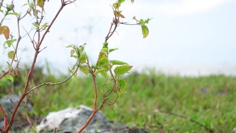 View of plants blown by the wind on the beach Stock Footage 277439650