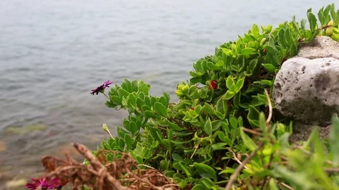 View on plants close to sea Stock Footage 91724409