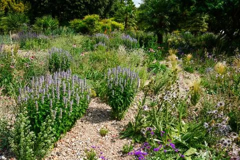 View of a plants in a flower bed 库存照片