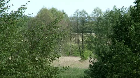 View of plants in forest Stock Footage 20526072