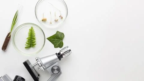 View plants laboratory items Stock Photos
