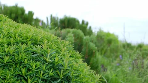The view of plants in the park. Stock Footage 253107737