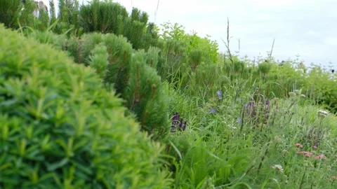 The view of plants in the park. Stock Footage 253107822