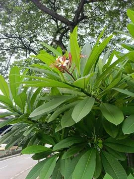 View of plants in the park Stock Photos
