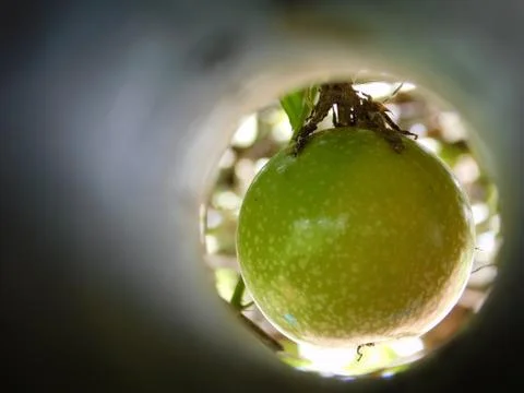 View of Plants through a pipe Stock Photos