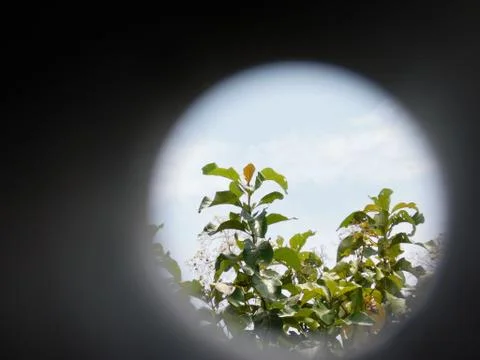 View of Plants through a pipe Stock Photos