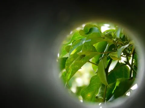 View of Plants through a pipe Foto stock