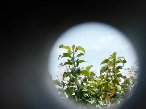View of Plants through a pipe Stock Photos