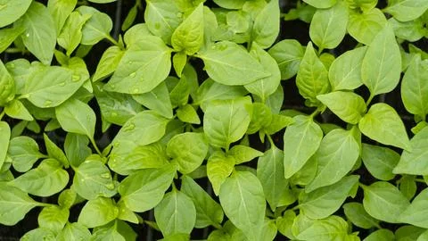 View of the plants from the top Stock Photos