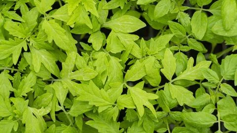 View of the plants from the top Stock Photos