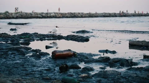 View of plastic trash and black slime on the seashore, ecology problems. Stock Footage 201632116