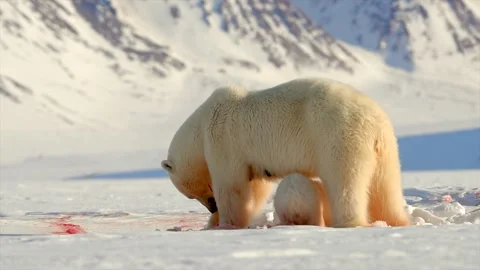 View of a polar bear and cub on snow in Iceland. Stock Footage 339952132