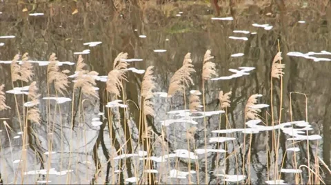 View of a polluted river Stock Footage 33521565