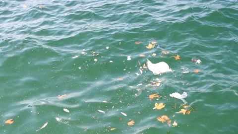View of polluted sea with trash and leaves, fishes swimming in the water Stock Footage 161020925
