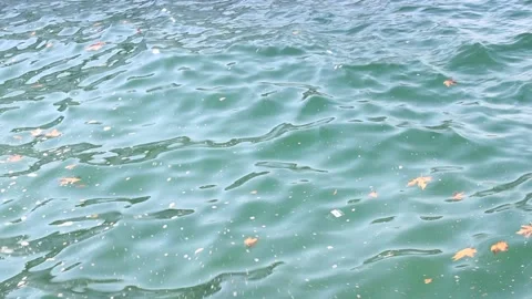 View of polluted sea with trash and leaves, fishes swimming in the water Stock Footage 161020927