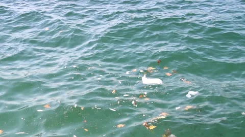 View of polluted sea with trash and leaves, fishes swimming in the water Stock Footage 161241525