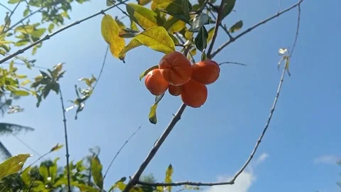 View of pomegranate flowers Stock Footage 243475570