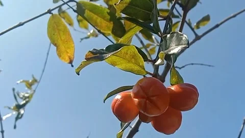 View of pomegranate flowers Stock Footage 243475572