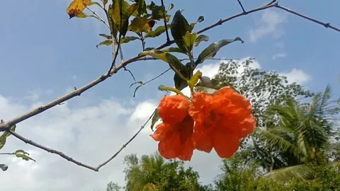 The view of pomegranate flowers Stock Footage 243625188