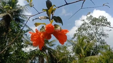 View of pomegranate flowers Stock Footage 243625372