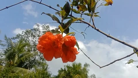 The view of pomegranate flowers Stock Footage 243625373